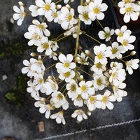 Saxifraga  'Lantoscana'